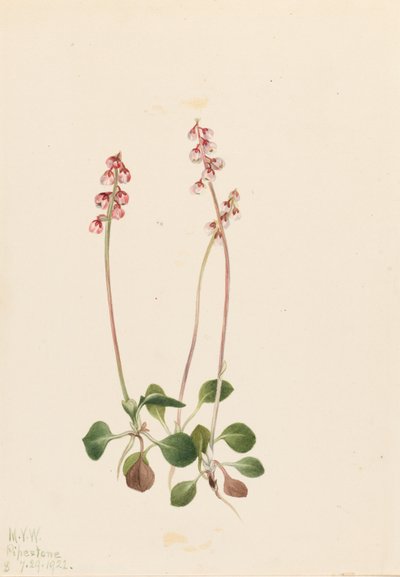  by Mary Vaux Walcott