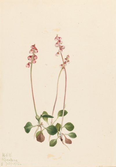 Küçük Pyrola Pyrola minör, 1922. by Mary Vaux Walcott
