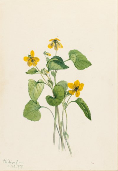  by Mary Vaux Walcott
