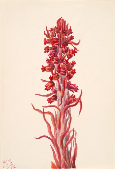 Kar Bitkisi Sarcodes sanguinea, 1930. by Mary Vaux Walcott