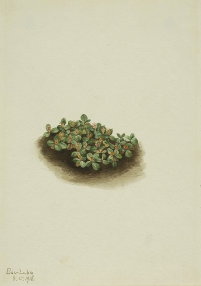 Kar Söğüdü (Salix nivalis) by Mary Vaux Walcott