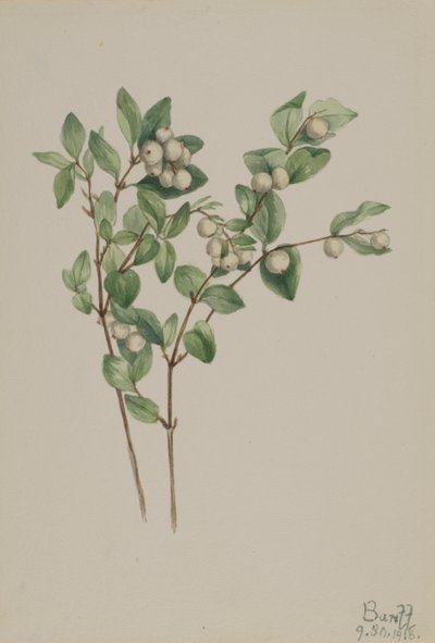 Karberry Symphoricarpos albus, 1918. by Mary Vaux Walcott