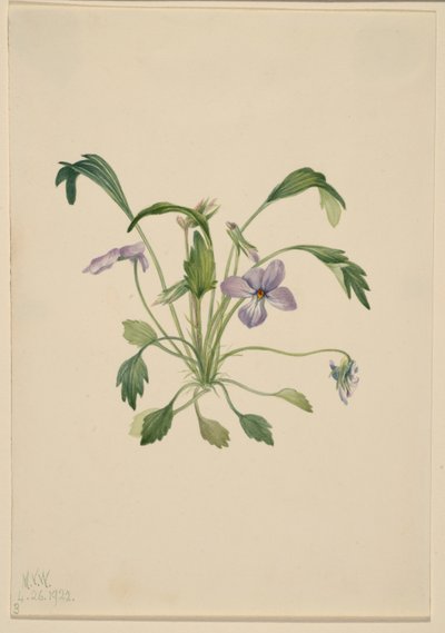  by Mary Vaux Walcott