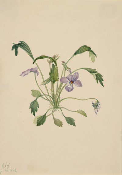 Güney Kuşunun Ayağı Menekşe Viola digitata, 1922. by Mary Vaux Walcott