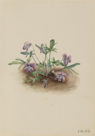  by Mary Vaux Walcott