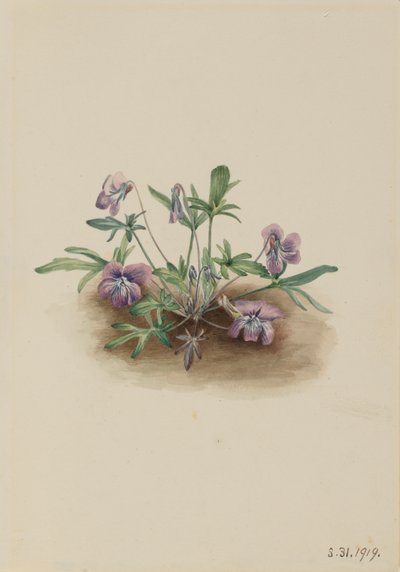 Güney Sahili Menekşe Viola septemloba, 1919. by Mary Vaux Walcott