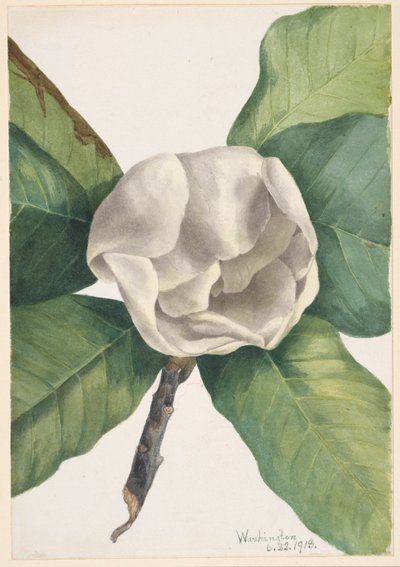  by Mary Vaux Walcott
