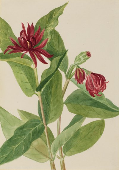  by Mary Vaux Walcott