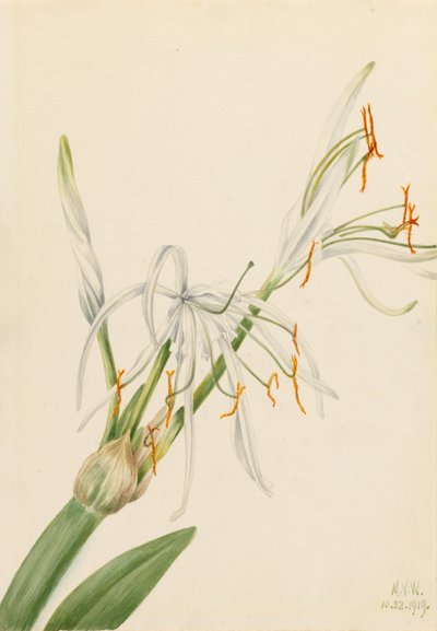  by Mary Vaux Walcott