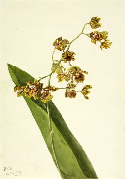  by Mary Vaux Walcott