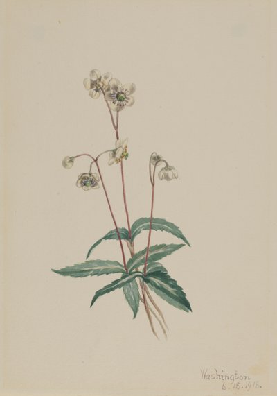 Benekli Pipsissewa Chimaphila maculata, 1918. by Mary Vaux Walcott