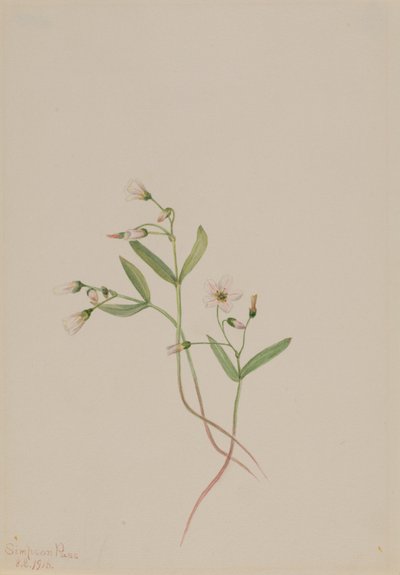  by Mary Vaux Walcott