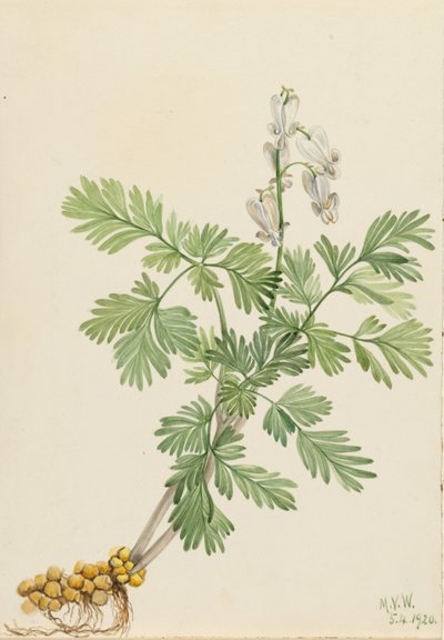  by Mary Vaux Walcott
