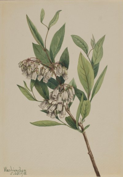  by Mary Vaux Walcott
