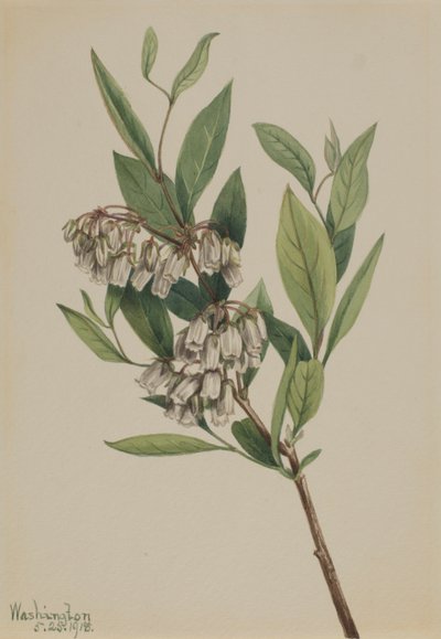 Stagger-Bush Pieris Mariana, 1918. by Mary Vaux Walcott