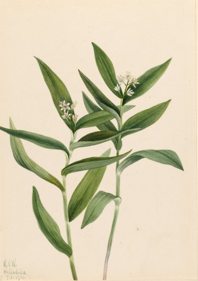  by Mary Vaux Walcott