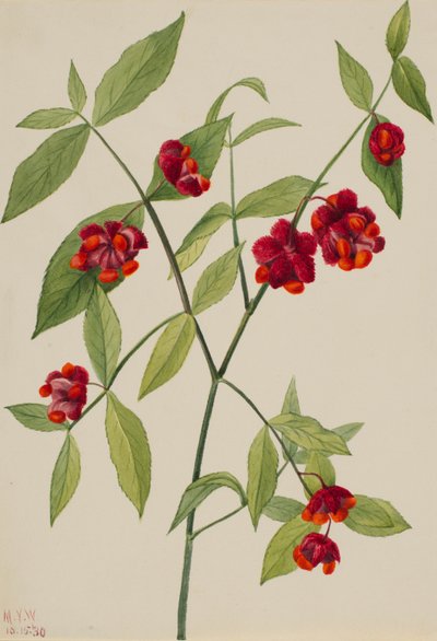  by Mary Vaux Walcott