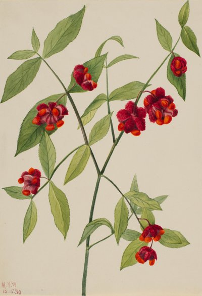 Çilek Çalı-Kalpler Aşk Euonymus Americanus ile Bustin