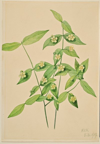 Çilek Çalısı (Euonymus americanus) by Mary Vaux Walcott