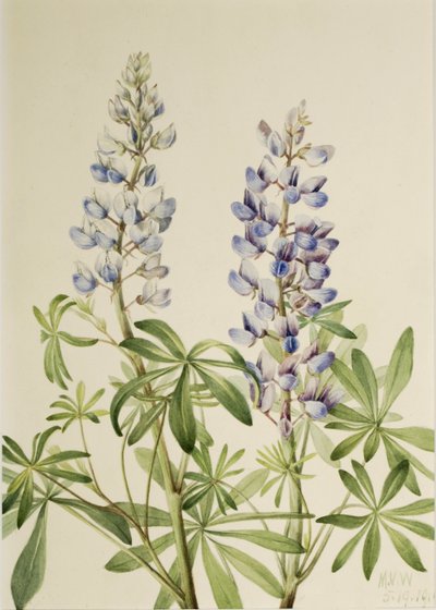  by Mary Vaux Walcott