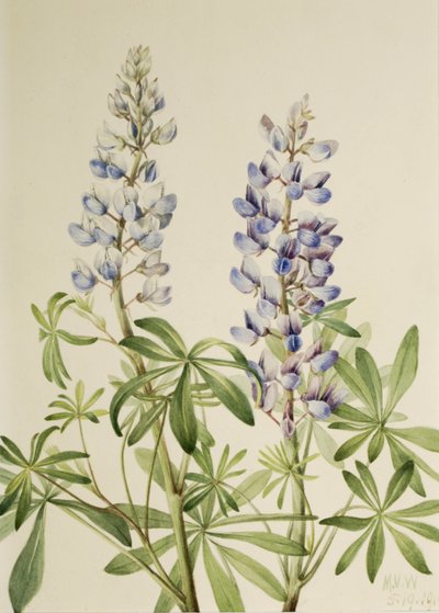 Güneş Kadranı Lupin Lupinus perennis, 1919 by Mary Vaux Walcott