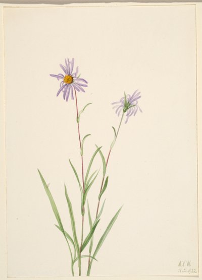 Bataklık Aster