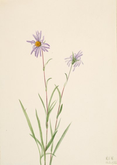 Bataklık Aster Aster paludosus, 1922. by Mary Vaux Walcott