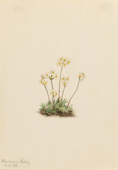  by Mary Vaux Walcott