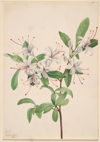  by Mary Vaux Walcott