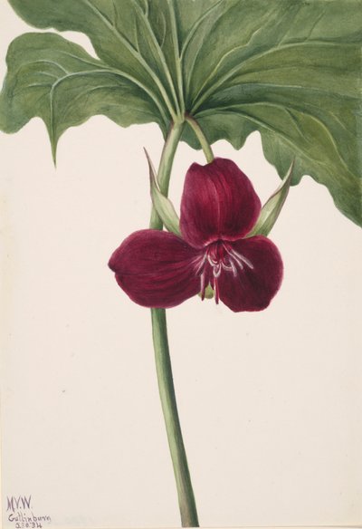 Tatlı Trillium Trillium vasyi, 1934. by Mary Vaux Walcott
