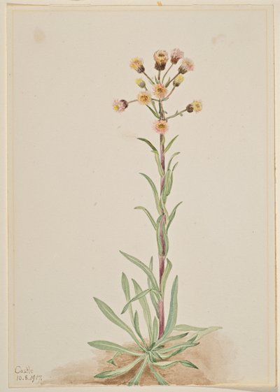  by Mary Vaux Walcott