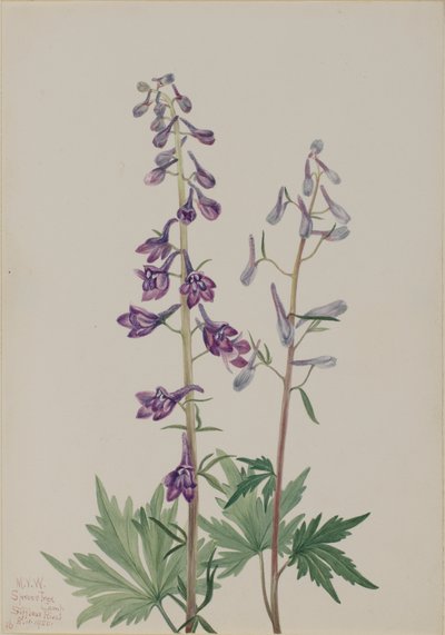 Uzun Larkspur Delphinium elongatum, 1920. by Mary Vaux Walcott