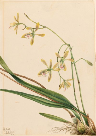  by Mary Vaux Walcott