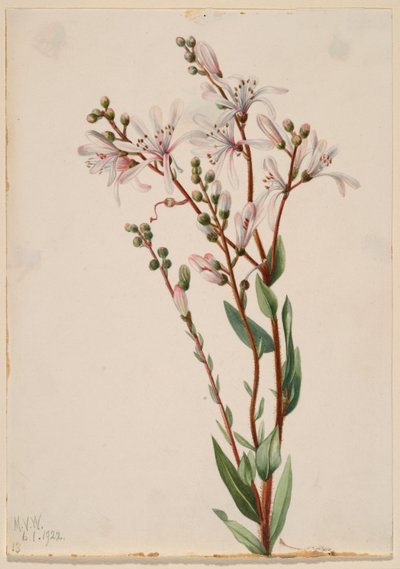Katran çiçeği (Befaria racemosa) by Mary Vaux Walcott