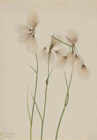  by Mary Vaux Walcott