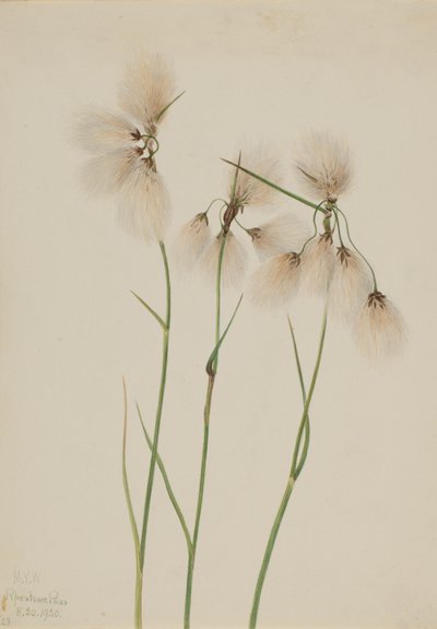 Püskül Cottongrass Eriophorum angustifolium, 1920. by Mary Vaux Walcott