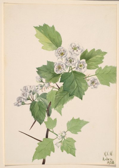  by Mary Vaux Walcott