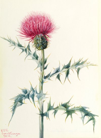  by Mary Vaux Walcott
