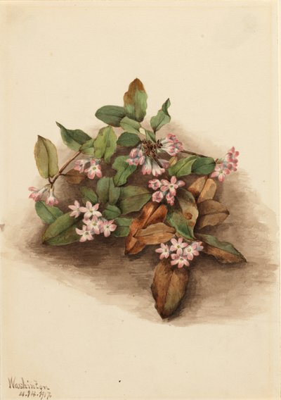  by Mary Vaux Walcott