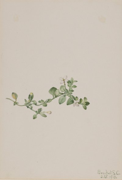  by Mary Vaux Walcott