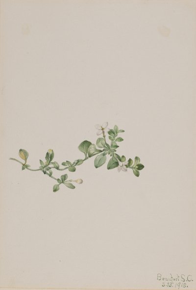 Sondaki Houstonia Houstonia procumbens, 1918. by Mary Vaux Walcott