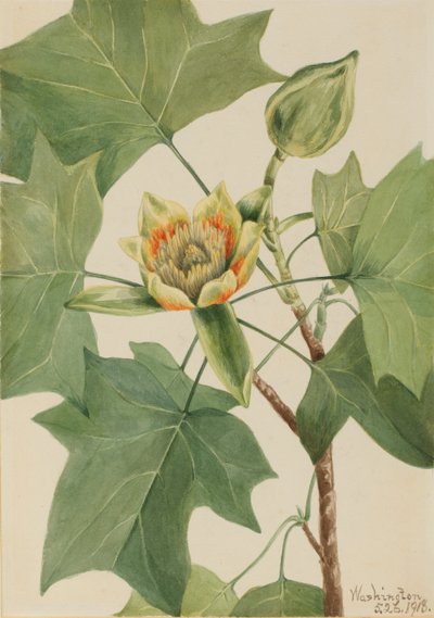  by Mary Vaux Walcott