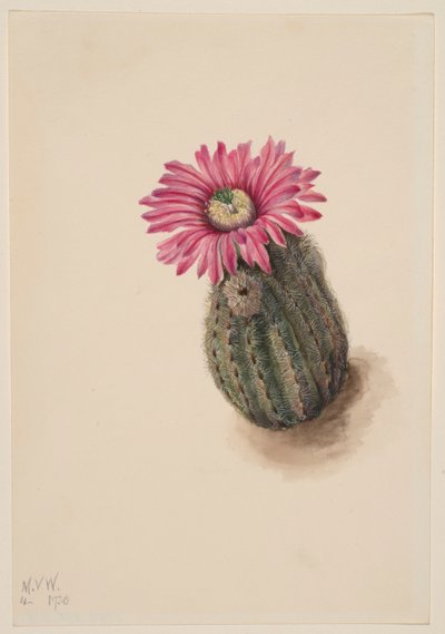  by Mary Vaux Walcott