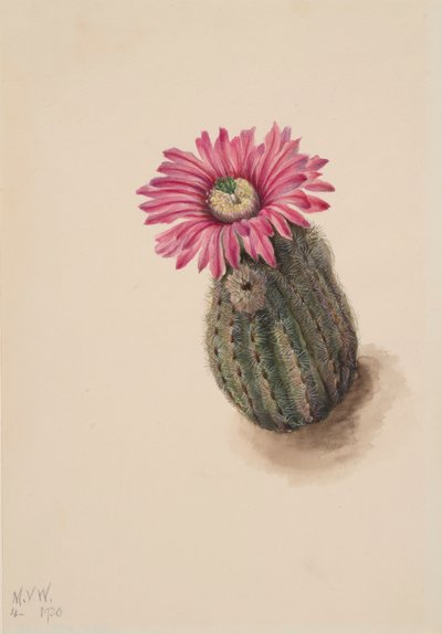 Türkiye Başı Kaktüs Echinocereus perbellus, 1930. by Mary Vaux Walcott