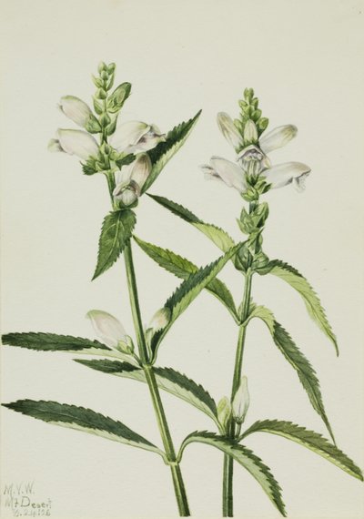  by Mary Vaux Walcott