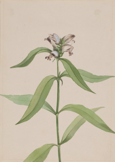 Kaplumbağabaşı Chelone glabra, yak. 1917-1918. by Mary Vaux Walcott