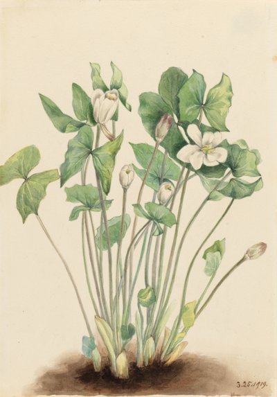  by Mary Vaux Walcott