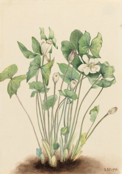 İkiz yapraklı Jeffersonia diphylla, 1919. by Mary Vaux Walcott