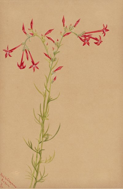  by Mary Vaux Walcott