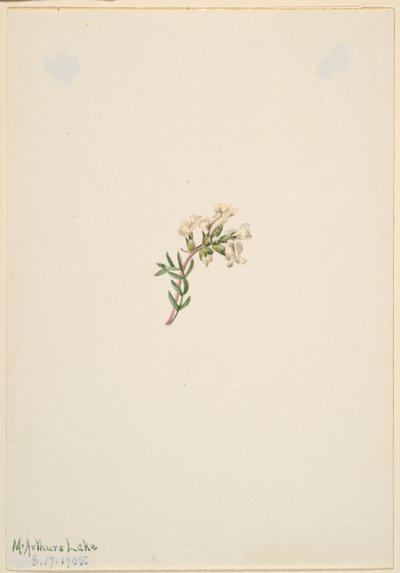 İsimsiz--Çiçek Çalışması by Mary Vaux Walcott